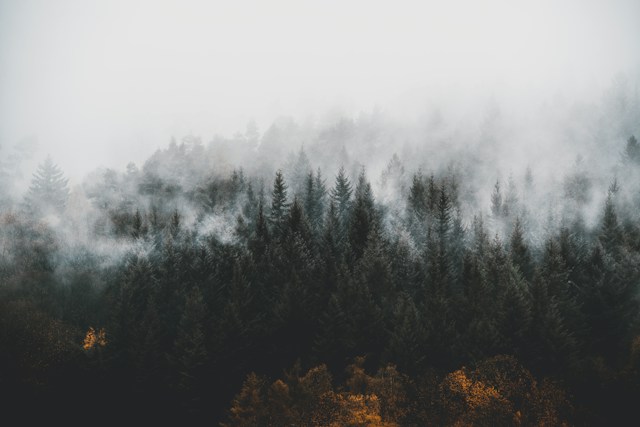 Foret Noire
